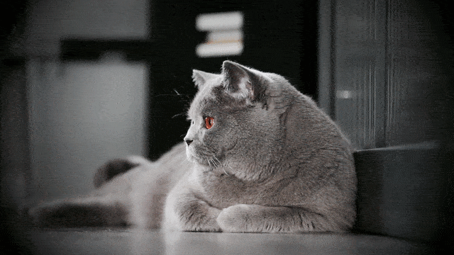 ideas de cinemagraphs ideas de cinemagraphs